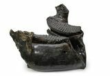 Wide Woolly Mammoth Lower Jaw With M Molars - Poland #357012-4